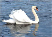 Mute Swan (Cygnus olor)